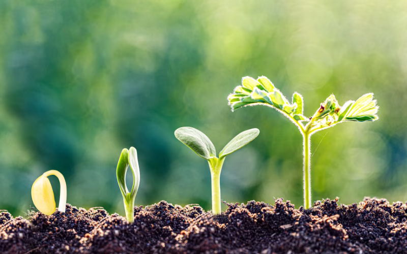 Case Study Hermann Meyer KG: Wachsende Pflanzen als Symbolbild für Zukunftsfähigkeit